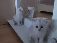 Продаются котята