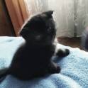 шотландские вислоухие плюшевые котята, фотография 4
