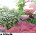 Веники БАННЫЕ, фотография 4