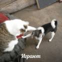 Чихуахуа вязка, фотография 5