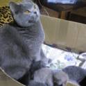 Британские котята, фотография 1