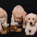  МОГИЛЕВ LabClub  soft paws