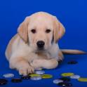  МОГИЛЕВ LabClub  soft paws, фотография 9