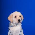  МОГИЛЕВ LabClub  soft paws, фотография 10