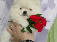 Померанский шпиц щенки. Мини мишки