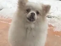 померанский шпиц