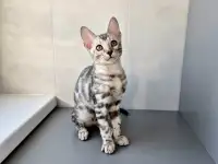 Бенгальские котята, фотография 5