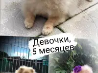 Померанский шпиц, щенки. Мини мишки, фотография 3
