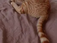 Пропал рыжий кот, фотография 2