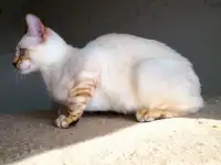 Бенгальские котята снежные барсы, фотография 9
