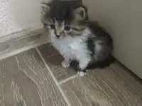 Котята в добрые руки, фотография 2