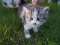 Котята в хорошие руки, фотография 6