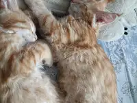 Мейн-кун, фотография 3
