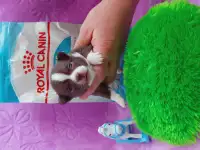 Мини чихуахуа, фотография 4