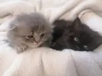 Котята, фотография 3