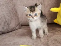 Котята, шотландские и британские., фотография 2
