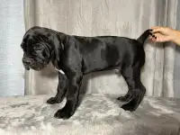 Щенок Кане-корсо, фотография 4