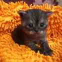 Шотландские котята, фотография 7
