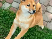 Сиба ину (Шиба ину)