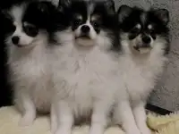 Щенки шпица