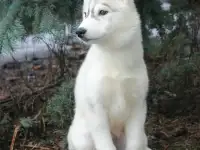 Щеночки хаски. Документы, питомник