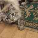 Котёнок в дар., фотография 2