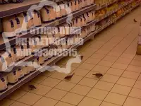Отлов птиц на складах, торговых залах, производствах и др. закрытых помещениях., фотография 3