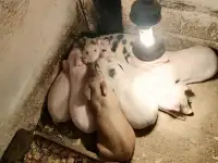 Домашние поросята, фотография 5