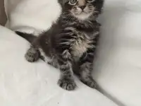 Котята Мейн-кун