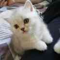 Продам шотландских котят, фотография 2