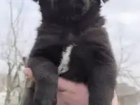 Продажа щенков
