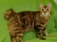 Родословн Курильский бобтейл, фотография 4