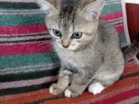Котята в добрые руки., фотография 2