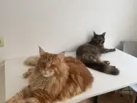Котята мейн-кун, фотография 7