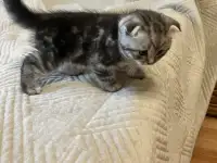 Шотландские котята, фотография 7