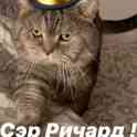 Вислаухий британец, фотография 3