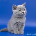 продам британского котенка