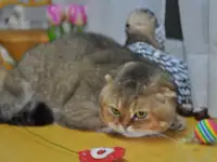 Шотландцы, фотография 2