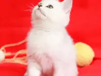 Британские серебристые котята