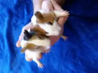 свинки морские, фотография 6