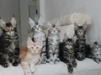 Мейн-кун котята, фотография 3