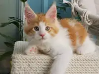 Котенок мейн кун из питомника, фотография 6