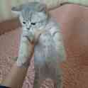 Котята шотландские, фотография 5