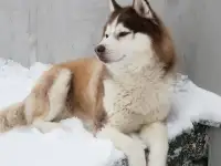 Вязка хаски, фотография 2