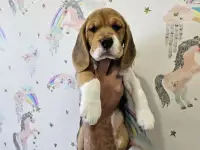 Щенки бигля, фотография 9