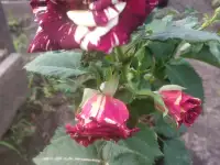 Саженцы розы спрей., фотография 9
