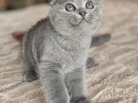 Шотландский котёнок