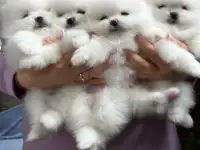 Продаются щенки померанского шпица.