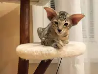 Ориентальный котенок, фотография 6