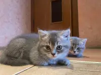 Шотландские котята, фотография 4